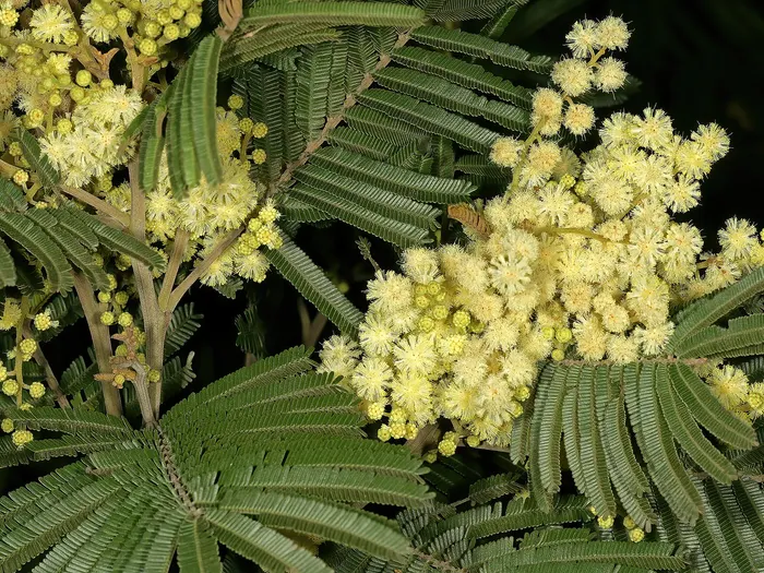 Black-Wattle-Akazie mit fein gefiedertem Laub
