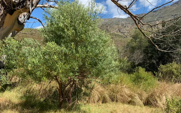 Rooikrans acacia with dense dark-green foliage