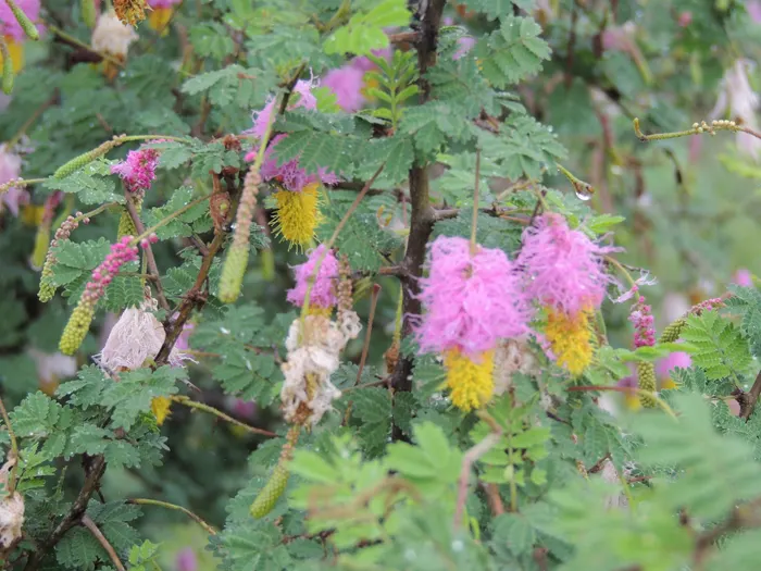 Sekelbos-Strauch mit den namensgebenden hängenden Blüten