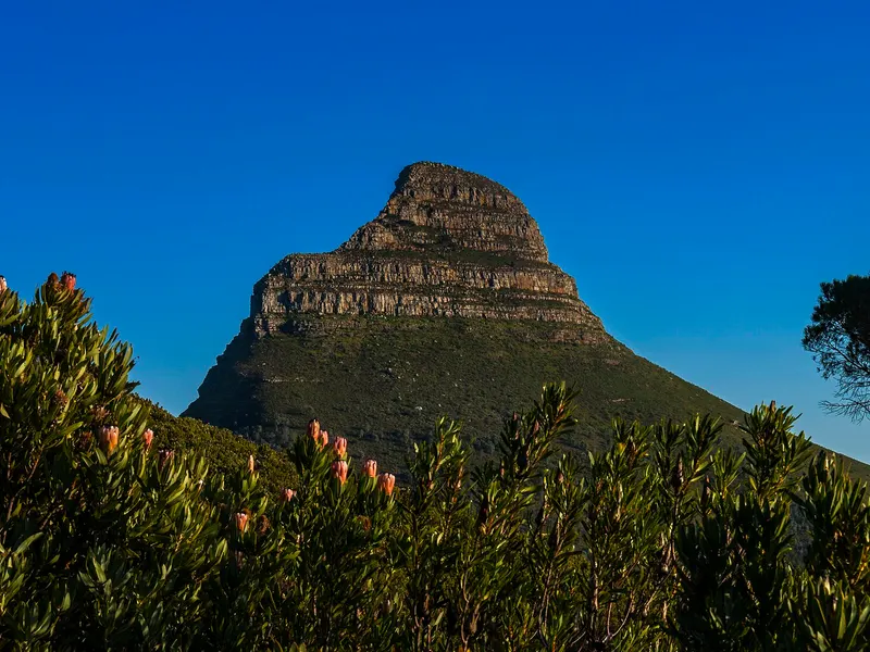 Fynbos-Vegetation an den Hängen des Tafelbergs