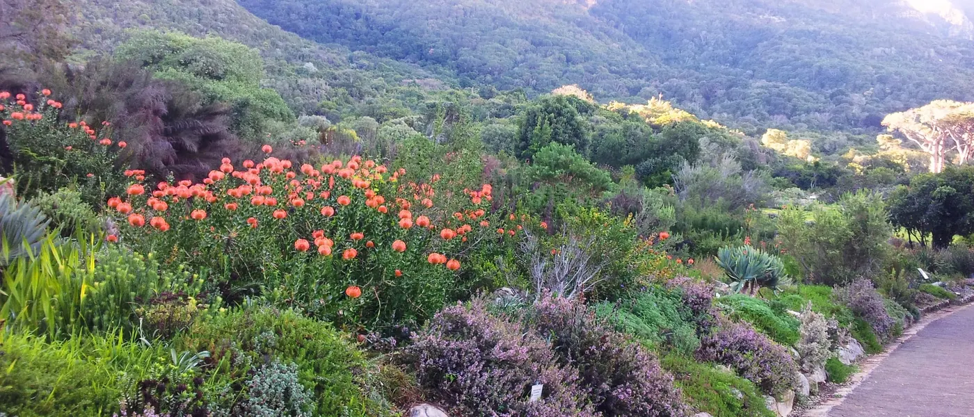 Blühende Fynbos-Beete im Botanischen Garten Kirstenbosch, dahinter die Felswände des Tafelbergs