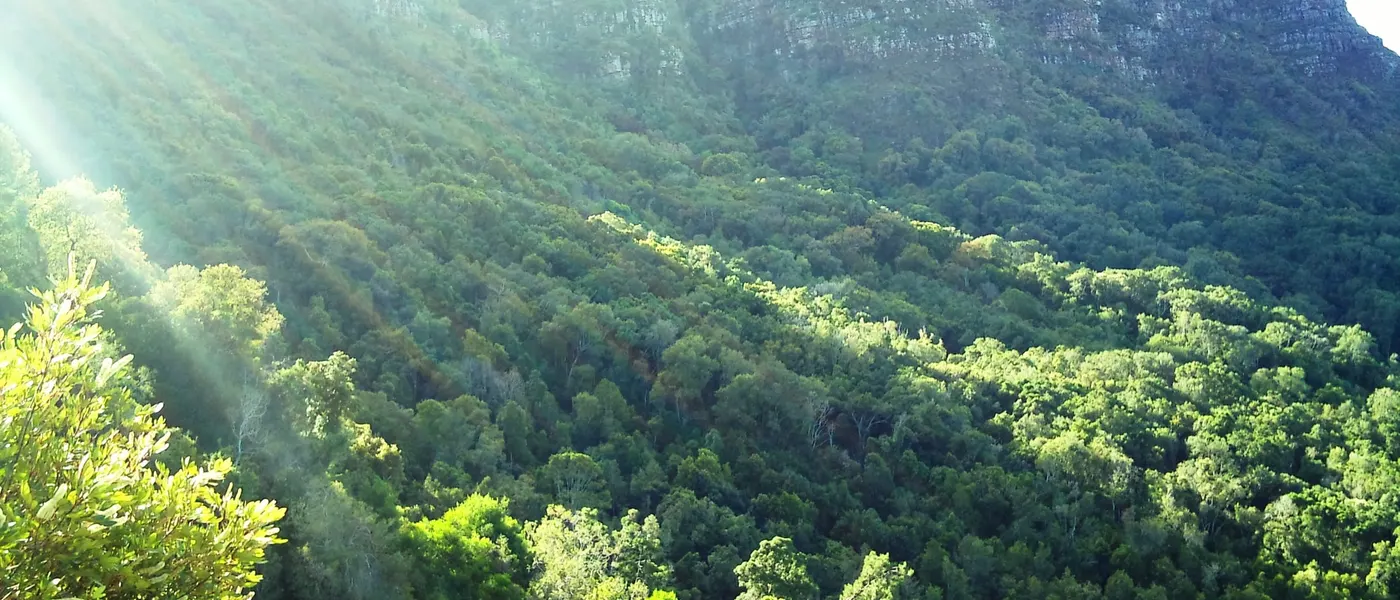 Bewaldeter Hang des Newlands Forest unterhalb der Felswände des Devil's Peak