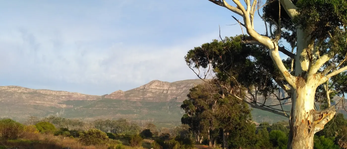 Großer Eukalyptusbaum am Sandweg durch den unteren Tokai Forest, dahinter die Berge von Silvermine
