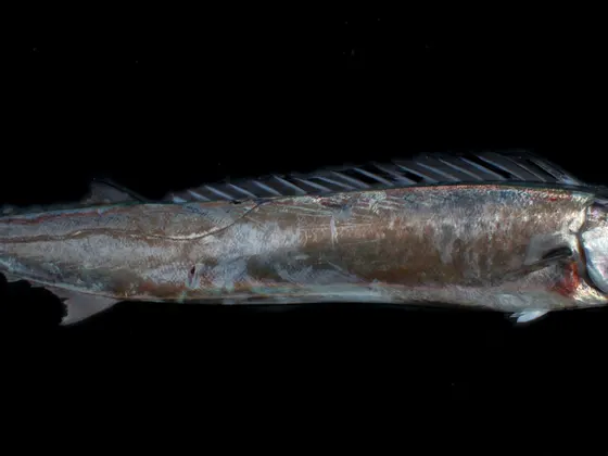Ein ganzer Snoek, der schlanke Speisefisch vom Kap, vor schwarzem Hintergrund