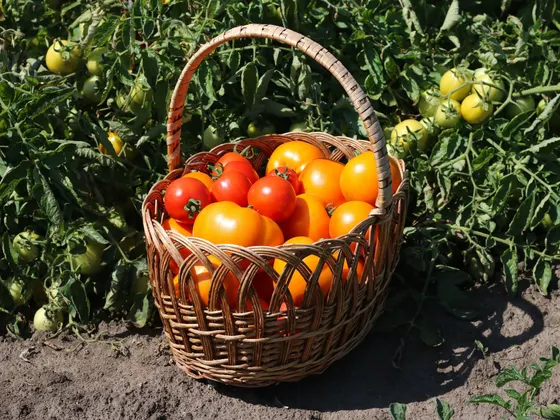 Ein Weidenkorb voller roter und gelber Tomaten vor den Stauden