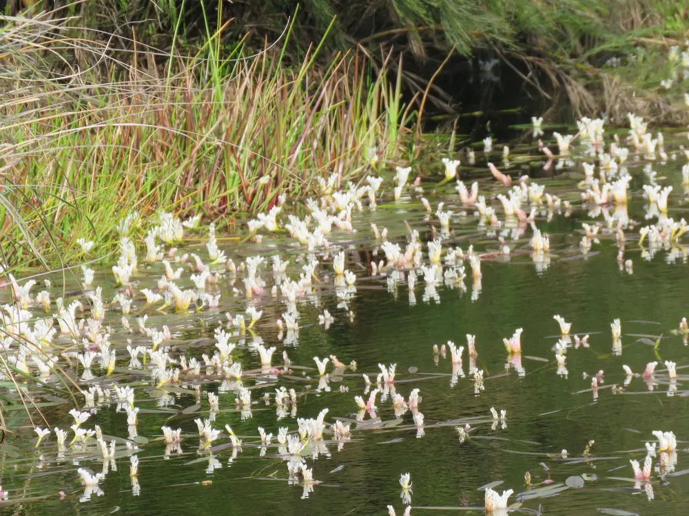 Waterblommetjies im Wasser — die Kap-Wasserähre in ihrem natürlichen Vorkommen
