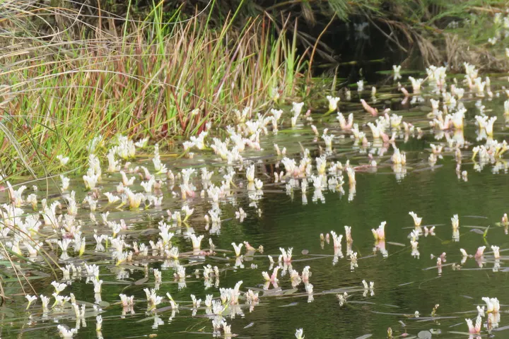 Waterblommetjies im Wasser — die Kap-Wasserähre in ihrem natürlichen Vorkommen
